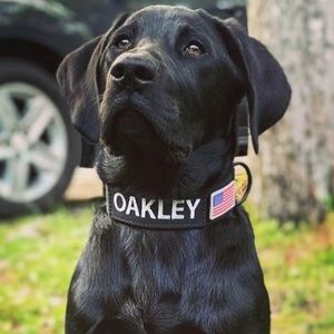 Meet your Posher, Paul